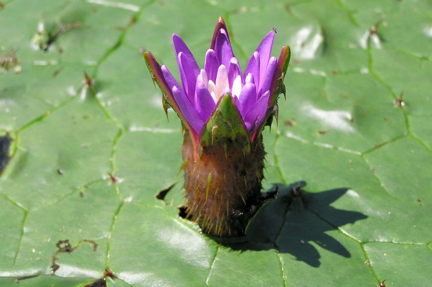 Prickly waterlily at Juni-cho Lagoon Riverside Park